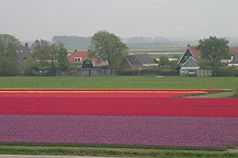 tulpen