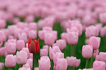 tulpen