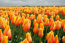 tulpen