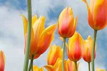 tulpen