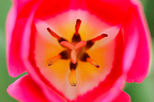 tulpen
